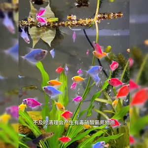 365 days without water changes CMOMO Nitrifying bacteria aquarium liquid 1050ML 硝化细菌 Aquarium bacteria Keep water crystal clear Nitrifying bacteria for aquarium fish tank Water stabilizer Aquarium water purifying bacteria