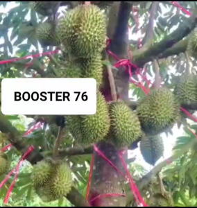 Pupuk Booster 76: Pupuk Organik Penyubur Pelebat Buah 250ml