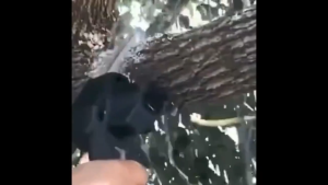 Gergaji rantai litium boleh dicas semula gergaji mudah alih rumah luar wayarles  998VF 6 Inch kecil menggergaji pemangkasan pokok penebangan pokok Electric Motor Tools/Cutter Gergaji /Elektrik Mesin