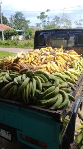 Pisang tanduk madu asli cianjur selatan 1kg
