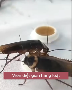 [ HOT Cam Kết Tiêu Diệt Hết Gián Sau 1 Tuần] Bột Diệt Gián Hiệu QuảAn Toàn Sử Dụng