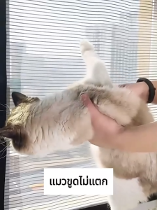 🚫2024รุ่นใหม่ล่าสุด🦟ARIDOO มุ้งลวด ตาข่ายคิงคองที่แข็ง ม่านหน้าต่าง ไม่ต้องประกอบ การระบายอากาศ มุ้งหน้าต่าง เหมาะสำหรับทุกหน้าต่าง ม่านกันยุงหน้าต่าง มุ้งลวดแบบแปะ pvc มุ้งลวดกันยุง ม่านหน้าต่างกันยุง มุ้งกันยุงหน้าต่าง มุ้งลวดสำเร็จ มุ้งลวดหน้าต่าง