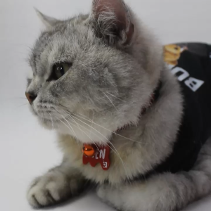 Kalung Kucing Custom Nama Bahan Nylon Stripe Murah - Buki Stripe Necklace (Painted Acrilic)