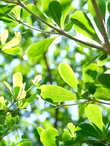 【Desktop bucket dual use】Electric Water Dispenser Pump Smart Rechargeable Type-c Charging Automatic Drinking Automatic Water Bottle Pump Automatic Foldable Water Dispenser Pump飲水機 飲水機泵