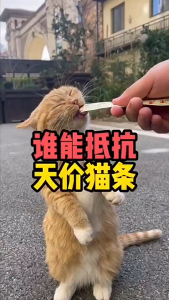 Snack Kucing Makanan Basah Berkualitas Tinggi untuk Kucing Kecil Kitten Strip 15 gr (Expired 2026)