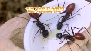 Borobudur Herbal SAMBILOTO 30 KAPSUL - Membantu Meringankan Gejala Kencing Manis