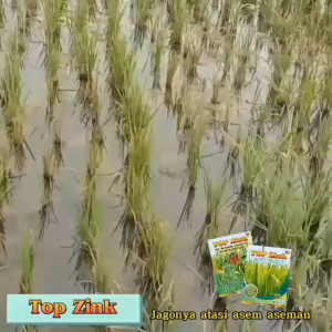Pupuk TOP ZINK 150 gram Atasi Asem Aseman Memperbanyak Anakan Padi Daun Hijau Segar