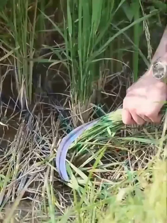 5 อันดับเคียวเกี่ยวข้าวและเคียวตัดหญ้าที่ดีที่สุดปี 2025: คมกริบ ทนทาน คู่ใจชาวสวน!