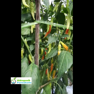 Benih Cabe Cabai Rawit VINOTY 10 Gram Tipe Merunduk Menggantung Cap Tiga Daun