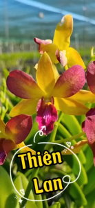 hoa lan thiên lan 5%