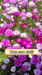 Hạt giống hoa cúc sao nháy màu hồng(hoa chuồn chuồn)gói 300 hạt