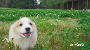 【2.27kg】อาหารสุนัข Nutrience Subzero เกรดโฮลิสติกผสมเกล็ดฟรีซดราย เกรนฟรี โปรตีนสูง