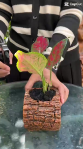 "กระถางลายเปลือกไม้ SIZE M และ L" จัดสวน แต่งสวน Bunny Brown