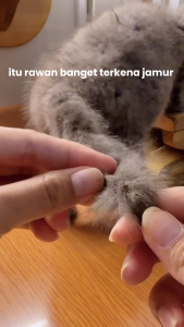Obat jamur infeksi kulit kucing anti kutu scabies demodex jamur kutu parasit cacing hati obat gatal kulit kitten kucing anjing 60ml
