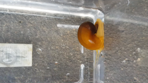Golden Snails ( RM3 per pcs )