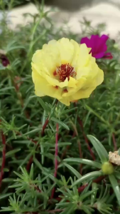 Hạt giống hoa 10 giờ kép mix màu-250 hạt