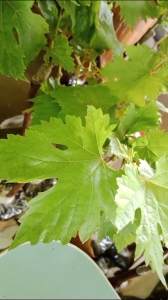 Bersertifikat - Bibit Anggur Import Autumn Royal Asli Grafting