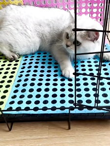 YTL แผ่นจิ๊กซอว์ปูกรง รองกรงสัตว์เลี้ยง สามารถกันลื่นได้ พรมดักทรายแมว PVC 30×30 จัดส่งจากประเทศไทย