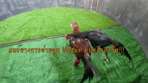 ไข่เชื้อไก่ชน ง่อน100 ไก่เบอร์แข้ง คัดส่งสดใหม่ รับประกันเชื้อ ส่งด่วนทั่วประเทศ