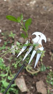 Alat Pencabut Rumput Akar Tanaman Liar Manual TerraHand Weeder