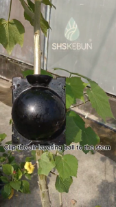 Bekas Acuan Tut  Air Layering High Pressure Plant Rooting Ball Propagating Device 扦插高压盒 SHS Kebun