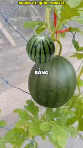 Hạt giống dưa hấu táo babay ruột vàng đài loan 20 hạt-nãy mầm90%