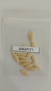 เมล็ดพันธุ์แตงกวา ซองละ 5 บาท