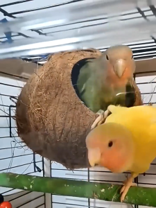 บ้านนก บ้านชูก้า กระรอก หนู หญ้าราฟฟี่ ปูที่นอนนก บ้านนก รังนก หญ้านุ่ม อบอุ่น ของเล่นนก ของแต่งงกรงนก นำเข้า คุณภาพดี