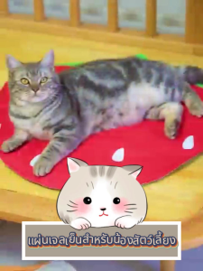 แผ่นเจลเย็น สำหรับน้องแมวและน้องหมา รูปทรงผลลไม้ เช็ดทำความสะอาดง่ายแค่ผ้าผืนเดียว สัตว์เลียง ทีนอนเจลเย็น ซัมเมอร์ซัมเมอร์ แผ่นเจลเย็นเบาะนอนเย็น