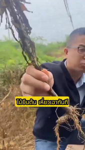 💥ไม่ได้ผลยินดีคืนเงิน💥ยาฆ่าต้นไม้ใหญ 1ขวดเท่ากับ50ขวด ยาฆ่าตอต้นไม้ ฆ่าต้นไม้เปิดพื้นที่รกร้าง ตรงไปที่ราก รากเน่ารากตาย บอกลาการตัดต้นไม้ด้วยตนเอง ยาฆ่าตอไม้ใหญ่ ไม่เป็นอันตรายต่อดิน ยาฆ่าไผ่ ยากำจัดต้นไม้ ยากำจัดต้นไม้ใหญ่ สารกำจัดกอไผ่ กำจัดวัชพืช