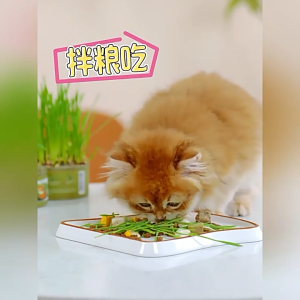 MASTI Premium Cat Grass Grow Kit - Cat Grass Seed Planting Pot Wheatgrass Sprouts Cat Snack Hairball Control