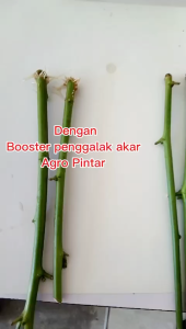 Pati Booster Penggalak Akar 160 Untuk Keratan Batang-Anak Benih-1 Botol 500 ml / pati pekat 10 ml