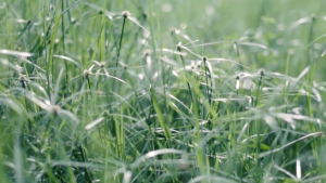 Mesin Potong Rumput 52CC 2600W 2 /4 Tak brush cutter 4 tak Gendong Bensin 90 Portable Brush Cutter