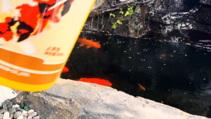 INCH GOLD 3 IN 1 FORMULA KOI FOOD / KOI FISH FOOD 860G