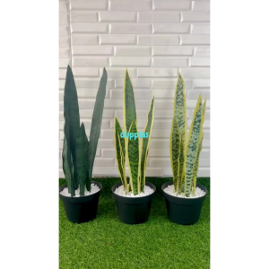 Pohon Artificial Tanaman Hias Lidah Mertua Latex Variasi Warna Pot Dasar Hitam Dekorasi Ruangan Pajangan Aesthetic