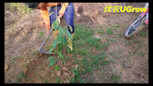 Pokok Besar Durian Udang Merah D175  3.0-3.5尺 红虾大棵榴莲苗 Red Prawn Durian Sapling