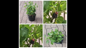 Cây dâu tằm ăn trừ tà siêu trái