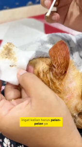 Obat Tetes Telinga Kucing Pembersih Telinga Mencegah Bakteri Jamur Mengatasi Infeksi Gatal Iritasi Radang Telinga