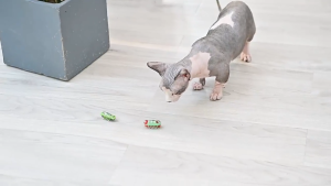 Đồ chơi cho mèo con Gián chạy bằng pin (mẫu mới) - Love Pets Shop