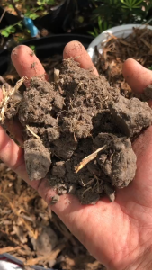 ĐẤT MẶT RUỘNG - LỰA CHỌN HOÀN HẢO CHO CÂY TRỒNG KHỎE MẠNH - MAI HUY SINCE 2008