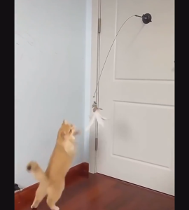 Cat Interactive Toy Cat Toy Teaser Cats Teaser Feather Stick Toy With Suction Cup Mainan Kucing