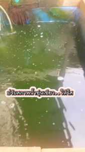 ปรับสภาพน้ำใส วอเตอร์เคลียร์ แบคทีเรียชนิดผง สลายของเสีย (250กรัม) ลดเปลี่ยนถ่ายน้ำในบ่อปลาและตู้ปลา