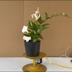 Cây Huỳnh Anh Trắng (Cây Tuyết Anh) - Cây Cảnh Sân Vườn