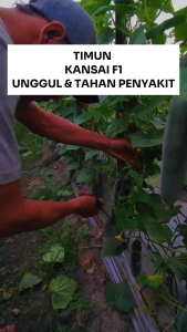 Benih Timun Hibrida KANSAI F1 20 Gram Asli Cap TIGA DAUN Unggul & Tahan Penyakit
