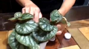 300pcs Rapid Rooting Powder: Enhance Plant Growth & Cutting Survival