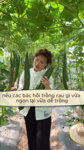 Hạt Giống Mướp Khía F1 - Gói 10 Hạt