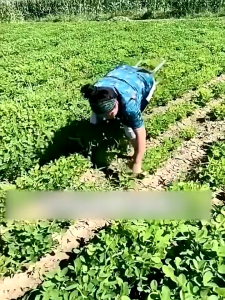 คราดโลหะแบบมือถือสำหรับการกำจัดวัชพืช มือดึงเอาการรักษา สแตนเลสเครื่องมือหลากหลายชนิด โดดเด่น ผ่านแต่ละระดับความต้องการ