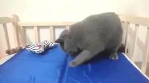 Cooling Pad For Dog Pet Gel Ice Mat Summer Ice Gel Pad Quick Cooling Mat Cooling Mat for Dog Cooling Pad for Cat