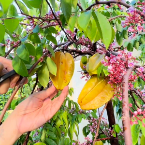 INFARM - Pupuk Infarm Tanaman Pupuk 2L Pupuk Kompos Pupuk Organik Cair Tanaman Buah Pupuk Buah Cair Pupuk Organik Cair POC Infarm Pupuk Buah Nutrisi Tanaman Buah