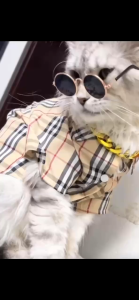 【Premium Quality】 Whisker Puppy Clothes Spring and Summer Thin Pet Small Puppy Bichon Frise Pomeranian Chennai Teddy Tide Models Cute Cute Shirt